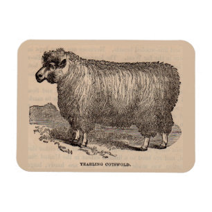 1800-talets tryckår Cotswold-får Magnet