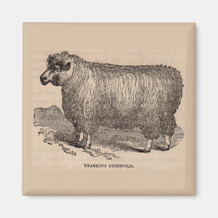 1800-talets tryckår Cotswold-får Magnet