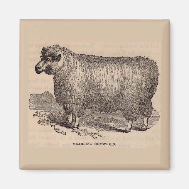 1800-talets tryckår Cotswold-får Magnet (Framsidan)