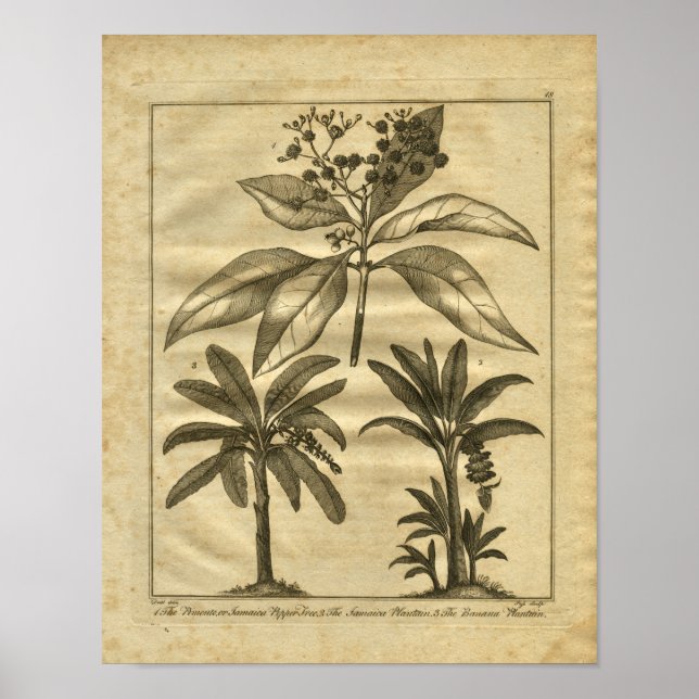 1817 Bana Plantain Culpeper Herbal Print Poster (Framsidan)