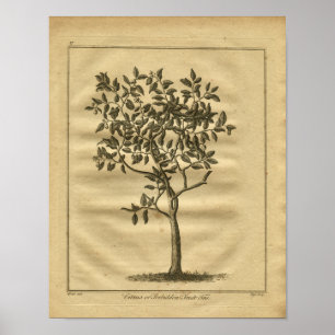 1817 Förbjudet växtbaserat frukt- och bärgningskat Poster
