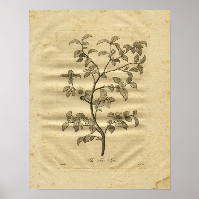 1817 Herbal Tea Träd Poster (Framsidan)
