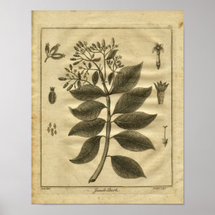 1817 Jesuits Bark Träd Culpeper Herbal Print Poster