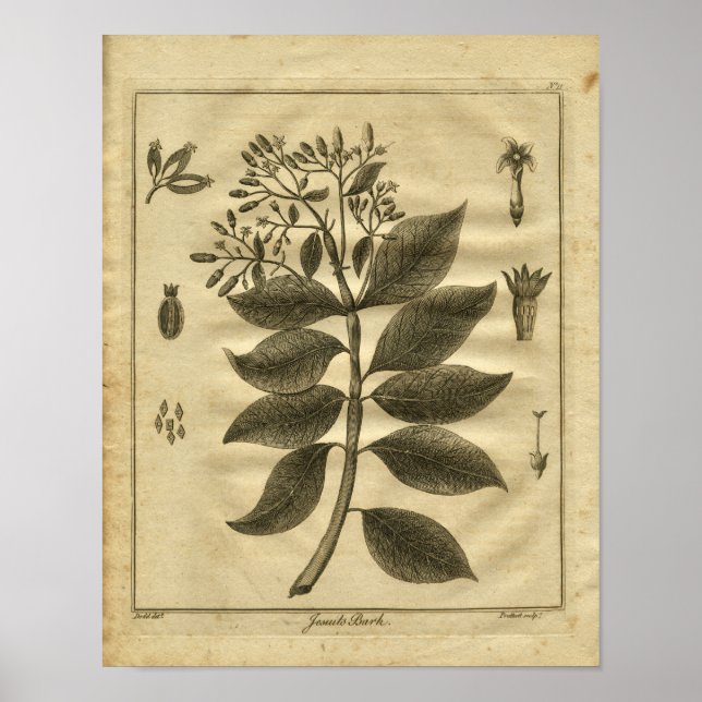 1817 Jesuits Bark Träd Culpeper Herbal Print Poster (Framsidan)