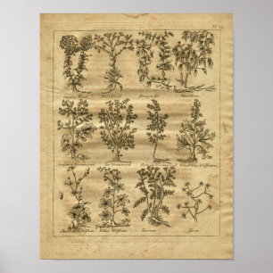 1817 Jokerrot Poster