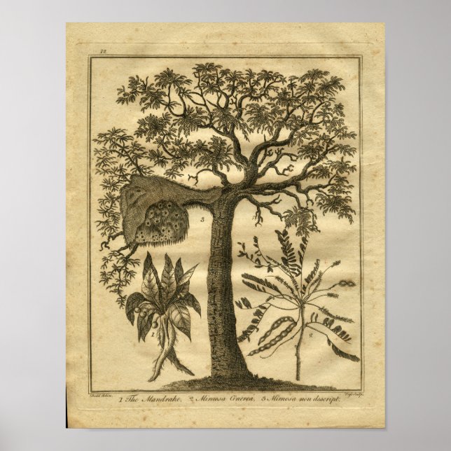 1817 Mandrake Culpeper Herbal Print Poster (Framsidan)