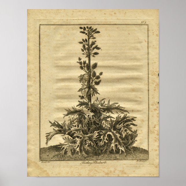 1817 Turkiska Rhubarb Culpeper Herbal Print Poster (Framsidan)