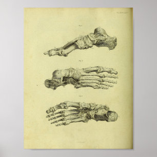 1824 Anatomiskt utskrift av humana fotbollar Poster