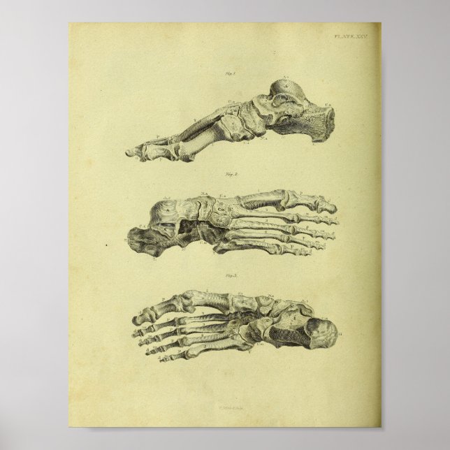 1824 Anatomiskt utskrift av humana fotbollar Poster (Framsidan)