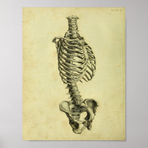 1824 Human Skeleton Anatomy Print Poster