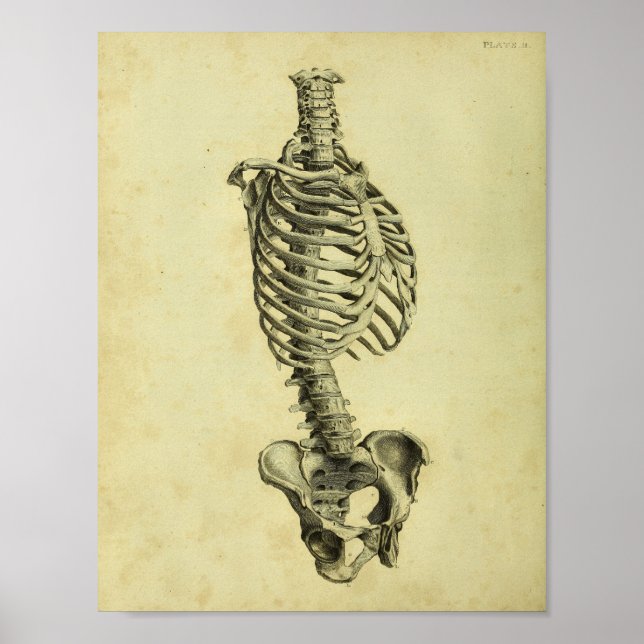 1824 Human Skeleton Anatomy Print Poster (Framsidan)