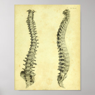 1824 Human Spinal Column Anatomy Print Poster