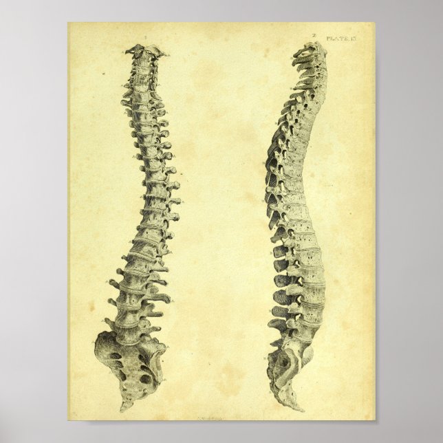 1824 Human Spinal Column Anatomy Print Poster (Framsidan)