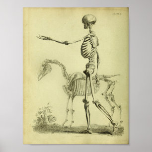 1824 Skeleton Human and Horse Anatomy Print Poster