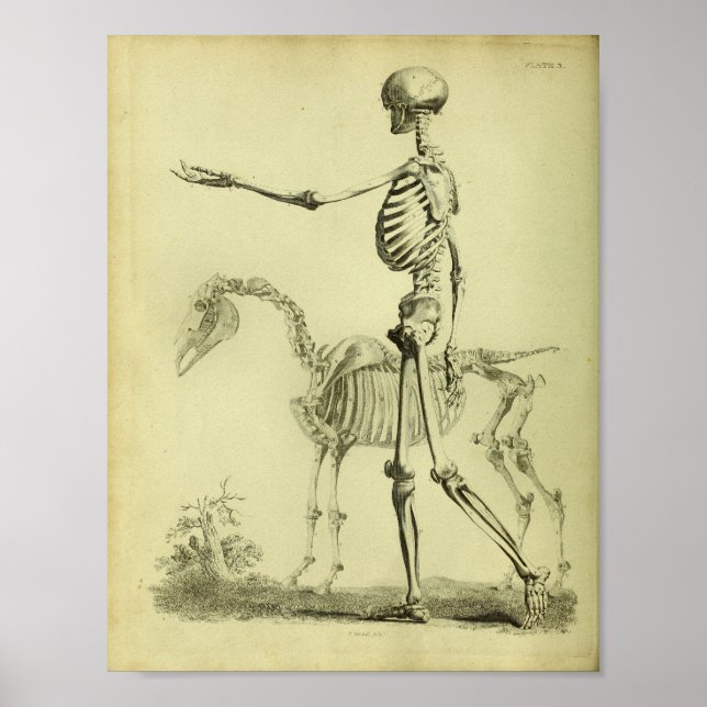 1824 Skeleton Human and Horse Anatomy Print Poster (Framsidan)
