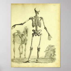 1824 Skeleton Human and Horse Anatomy Print Poster