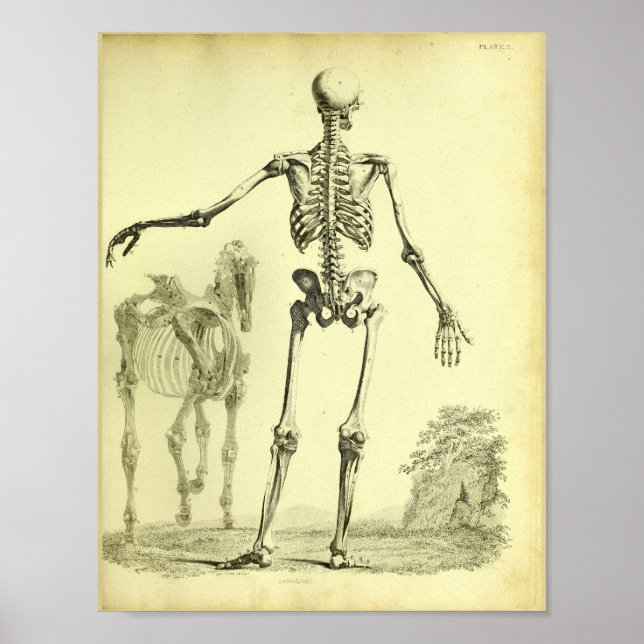 1824 Skeleton Human and Horse Anatomy Print Poster (Framsidan)