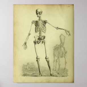 1824 Skeleton Human and Horse Anatomy Print Poster