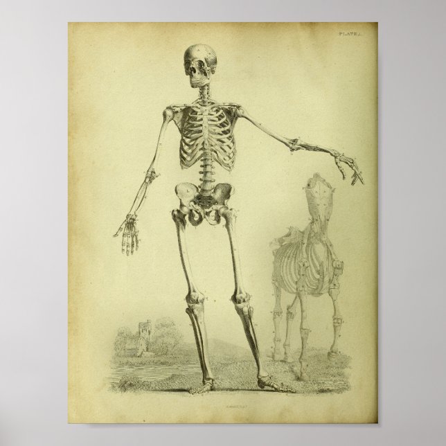 1824 Skeleton Human and Horse Anatomy Print Poster (Framsidan)