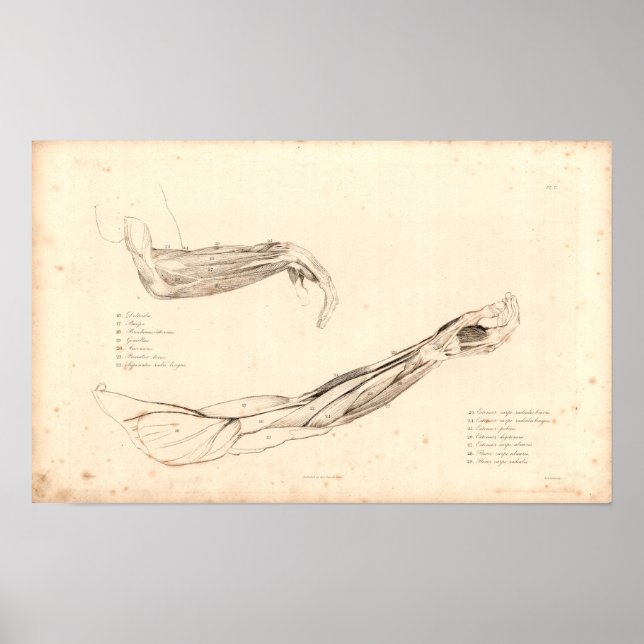 1833 Muscles of Arm Vintage Anatomy Print Poster (Framsidan)