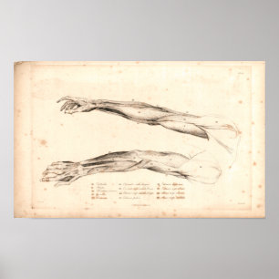 1833 Muscles of Arm Vintage Anatomy Print Poster