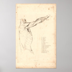 1833 Muscles of Shoulder Vintage Anatomy Print Poster