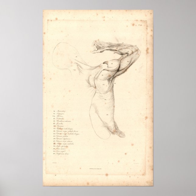 1833 Muscles of Shoulder Vintage Anatomy Print Poster (Framsidan)