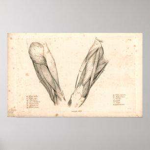 1833 muskler av lägger benen på ryggen poster