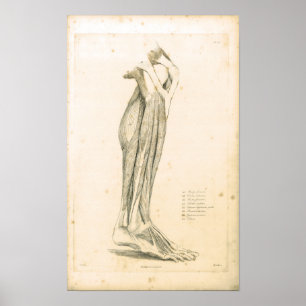 1833 muskler av lägger benen på ryggen poster