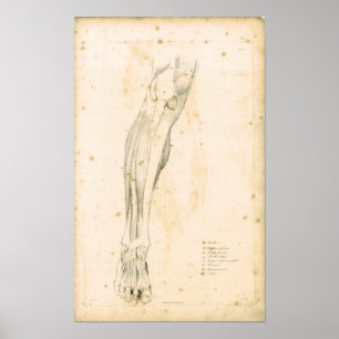 1833 muskler av lägger benen på ryggen poster