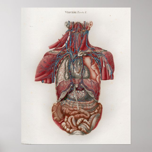 1833 Vintage Viscera Organs Anatomy Poster (Framsidan)