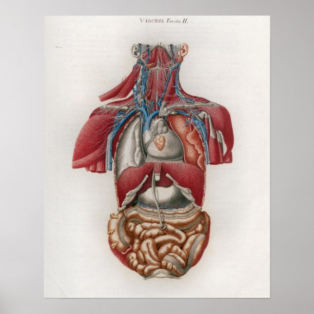 1833 Vintage Viscera Organs Anatomy Poster (Framsidan)
