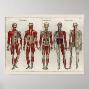 1837 Vintage Muscles Nerves Anatomy Art Poster