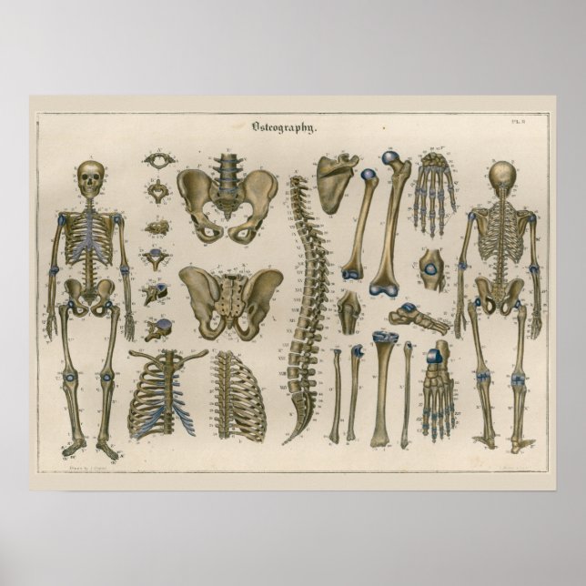 1837 Vintage Skeleton Spine Anatomy Art Poster (Framsidan)