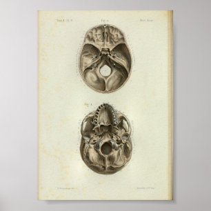 1844-Vintagars anatomi Skriv ut humant skal Poster