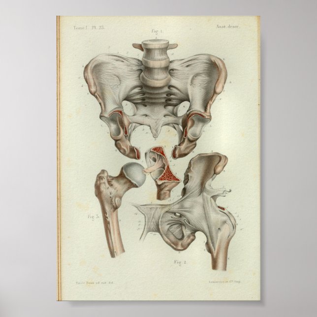 1844-Vintagars anatomi Skriv ut Pelvis Hip Poster (Framsidan)