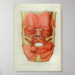 1844 Vintage Anatomy Print Muscles Ansikte Poster