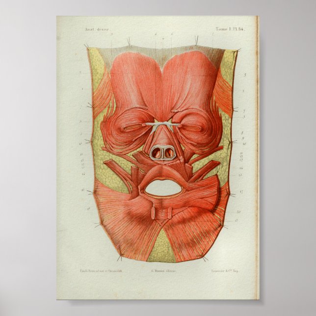 1844 Vintage Anatomy Print Muscles Ansikte Poster (Framsidan)