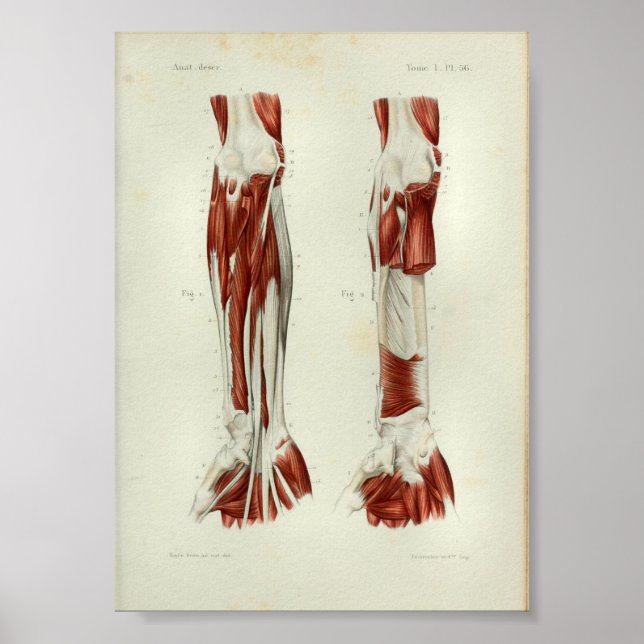1844 Vintage Anatomy Print Muscles Arm Poster (Framsidan)