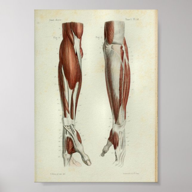 1844 Vintage Anatomy Print Muscles Arm Poster (Framsidan)