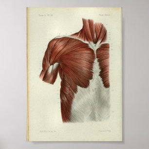 1844 Vintage Anatomy Print Muscles Chest Poster