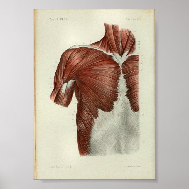 1844 Vintage Anatomy Print Muscles Chest Poster (Framsidan)