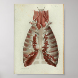 1844 Vintage Anatomy Print Muscles Chest Poster