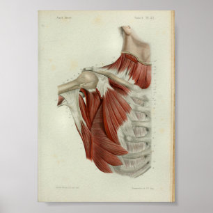 1844 Vintage Anatomy Print Muscles Chest Poster