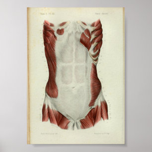 1844 Vintage Anatomy Print Muscles Chest Poster