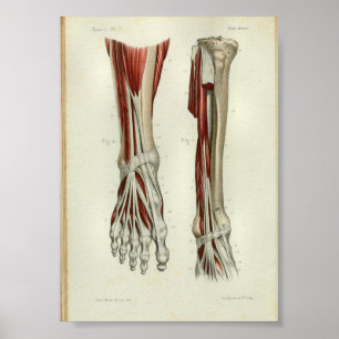 1844 Vintage Anatomy Print Muscles Foot Poster
