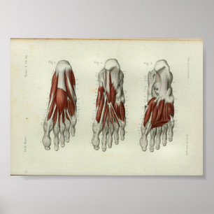 1844 Vintage Anatomy Print Muscles Foot Poster