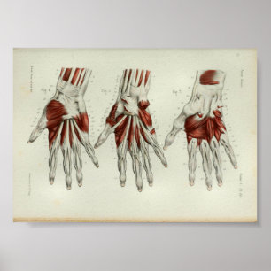 1844 Vintage Anatomy Print Muscles Hand Poster