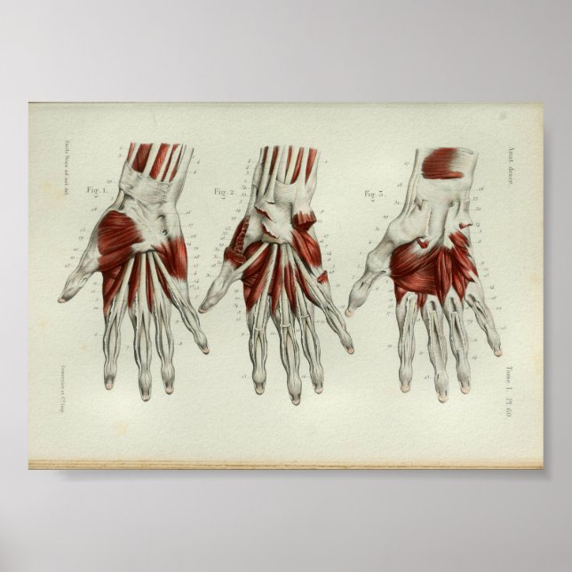 1844 Vintage Anatomy Print Muscles Hand Poster (Framsidan)