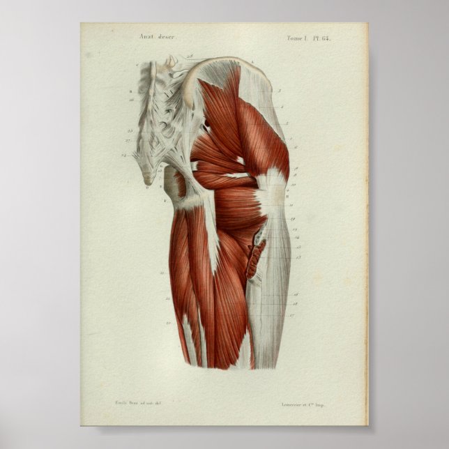 1844 Vintage Anatomy Print Muscles Hip Poster (Framsidan)